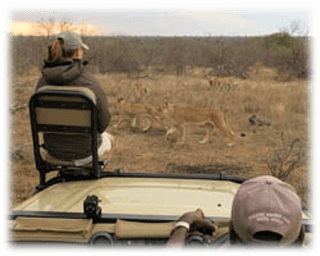 Djuren på en Safariresa i Sydafrika